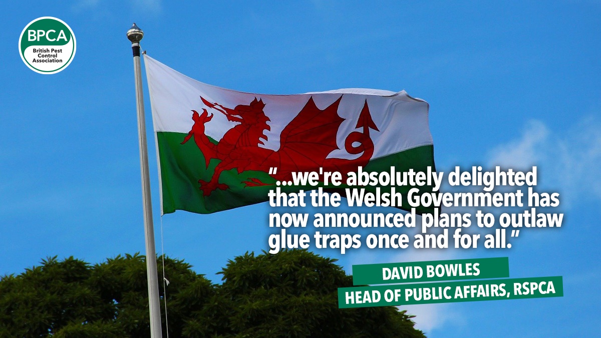 wales-ban-glue-boards wales-ban-glue-boards